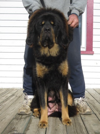 Athena Girl 12-02-13 $1000 with spay agreement or $1500 for breeding rights
